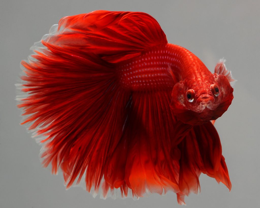 ILLINOIS, USA - SEPTEMBER 21: Siamese Fighting Fish also known as Betta splendens, mostly imported to United States from Indonesia, Vietnam, Thailand and Singapore, is seen in an aquarium in Chicago, United States on September 21, 2018. Betta splendens are found in wide rice paddies in Indonesia, Vietnam, Thailand and Singapore. Now,the most common species in the world-wide aquarium trade, these fish have been introduced to all over the world and populations are thought to be established in many of these places. A Siamese fighting fish known to be sold for the amount of 1.500 dollars during an auction. (Photo by Bilgin S. Sasmaz/Anadolu Agency/Getty Images)