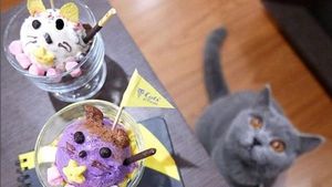 Seru! 10 Kafe Ini Tawarkan Sensasi Minum Kopi Bareng Kucing