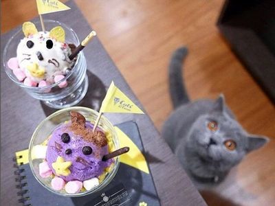 Seru! 10 Kafe Ini Tawarkan Sensasi Minum Kopi Bareng Kucing