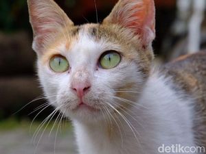 Kucing Calico adalah Betina? Begini Penjelasan Ahli Kucing Calico adalah Betina? Begini Penjelasan Ahli