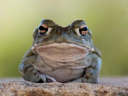 Tolong Jangan Jilat Kodok Ini Ya