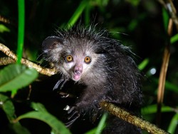 Primata Berjari Panjang Ini Sama dengan Kita, Biasa Mengupil