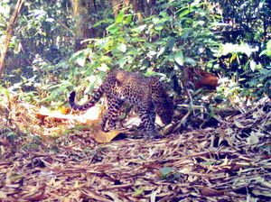 Selain Ular Naga, Makhluk Bermata Tajam Ini Juga Huni Sanggabuana Selain Ular Naga, Makhluk Bermata Tajam Ini Juga Huni Sanggabuana