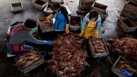Musim Kepiting Salju Tiba! Pembeli & Penjual Adu Kuat Pasang Harga