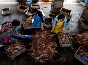 Musim Kepiting Salju Tiba! Pembeli & Penjual Adu Kuat Pasang Harga