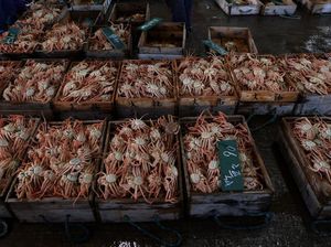 Gelombang Panas di Laut, Miliaran Kepiting Salju di Pantai Alaska Hilang Gelombang Panas di Laut, Miliaran Kepiting Salju di Pantai Alaska Hilang