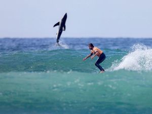 Hiu Putih Besar Photobomb Peselancar