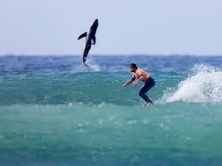 Hiu Putih Besar Photobomb Peselancar