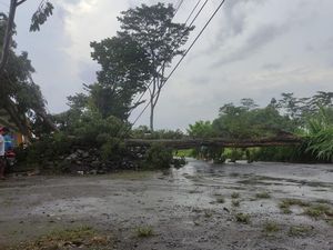 Pohon Sono Keling Tumbang Tutup Akses Jalan Desa di Blitar Pohon Sono Keling Tumbang Tutup Akses Jalan Desa di Blitar