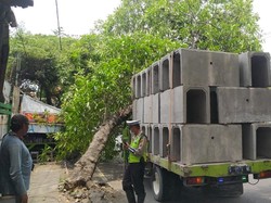 Pohon Tumbang Timpa Truk Muat Beton Gorong-gorong di Surabaya
