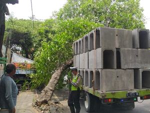 Pohon Tumbang Timpa Truk Muat Beton Gorong-gorong di Surabaya Pohon Tumbang Timpa Truk Muat Beton Gorong-gorong di Surabaya