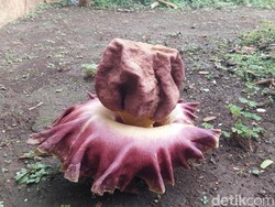 Bunga Berbau Busuk Kagetkan Warga Cimahi, Tiba-tiba Tumbuh di Pekarangan