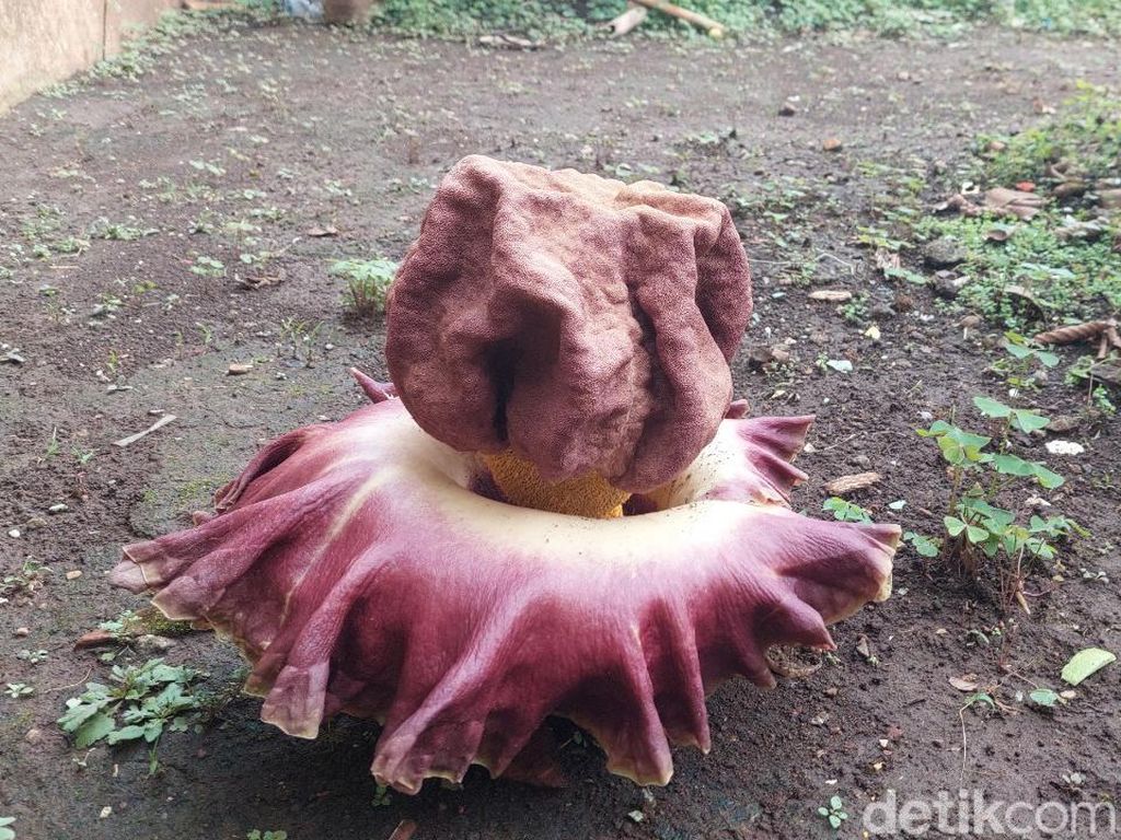 Bunga Berbau Busuk Kagetkan Warga Cimahi, Tiba-tiba Tumbuh di Pekarangan Bunga Berbau Busuk Kagetkan Warga Cimahi, Tiba-tiba Tumbuh di Pekarangan