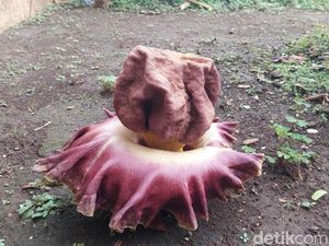 Warga Cimahi Kaget Munculnya Bunga Berbau Bangkai di Pekarangan Rumah Warga Cimahi Kaget Munculnya Bunga Berbau Bangkai di Pekarangan Rumah