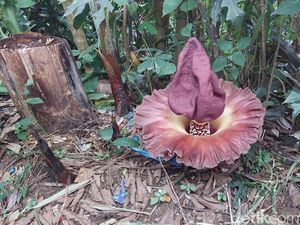 Tanaman Mirip Bunga Bangkai dan Baunya Tak Sedap Bikin Heboh Warga Tanaman Mirip Bunga Bangkai dan Baunya Tak Sedap Bikin Heboh Warga