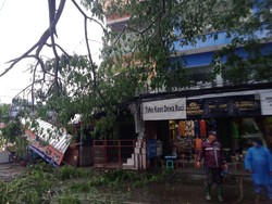 Pohon Sono Setinggi 20 Meter Tumbang Timpa 2 Ruko di Kota Batu