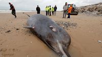 Potret Pilu Paus Berparuh Mati Terdampar di Pantai Prancis