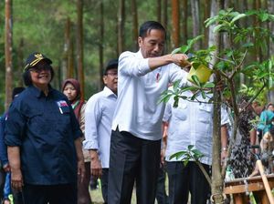 Media Internasional Puji Penurunan Deforestasi Indonesia