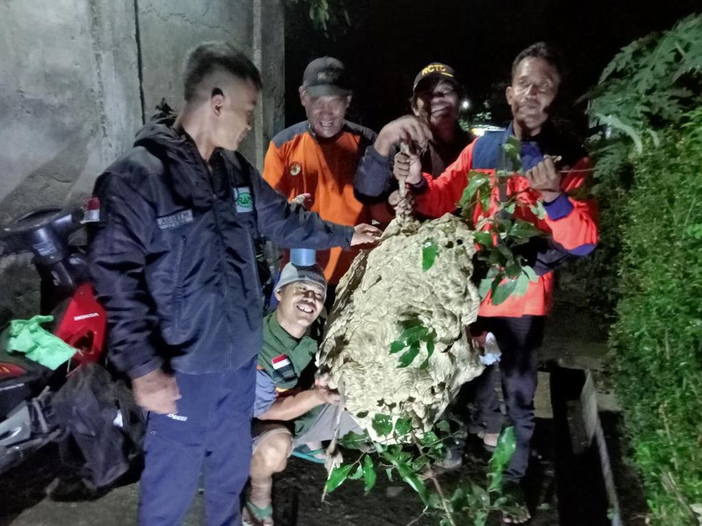 5 Sarang Tawon Vespa Dievakuasi di Klaten Malam Ini, Ada yang Jumbo!