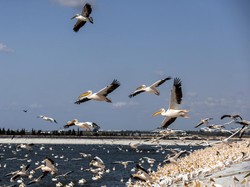Burung Bisa Terbang Melintasi Laut Nonstop Tanpa Istirahat, Tapi...