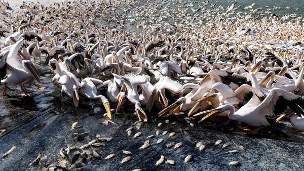 Potret Ribuan Burung Pelikan Pesta Pora di Waduk Israel