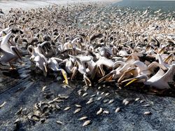 Potret Ribuan Burung Pelikan Pesta Pora di Waduk Israel