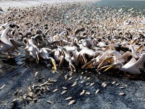 Potret Ribuan Burung Pelikan Pesta Pora di Waduk Israel Potret Ribuan Burung Pelikan Pesta Pora di Waduk Israel