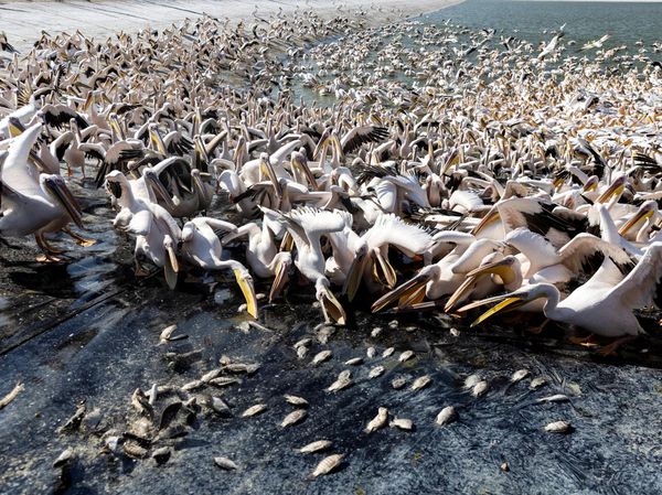 Potret Ribuan Burung Pelikan Pesta Pora di Waduk Israel
