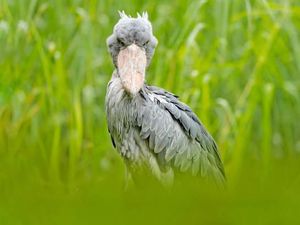 Mengenal Burung Terseram di Dunia Pemangsa Bayi Buaya