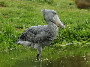 Burung Paling Ngeri di Dunia, Pemangsa Bayi Buaya Burung Paling Ngeri di Dunia, Pemangsa Bayi Buaya