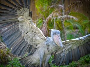 Sosok Burung Shoebill Stork yang Hidup Sejak Masa Prasejarah