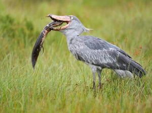 Shoebill, Burung Raksasa Seukuran Manusia yang Berasal dari Afrika