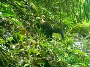 Musang Leher Kuning Terekam di Gunung Ciremai
