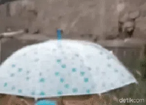 Viral Jerit Warga Saat TPT di Cisolok Sukabumi Ambrol