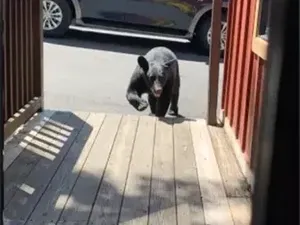 Wanita Ini Goda Beruang Lewat, Begitu Disamperin, Dia Malah Kabur Wanita Ini Goda Beruang Lewat, Begitu Disamperin, Dia Malah Kabur