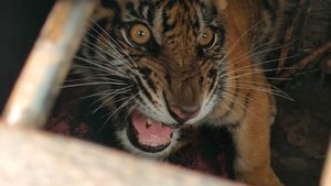 Momen BKSDA Riau Lepasliarkan Anak Harimau ke Habitat Aslinya