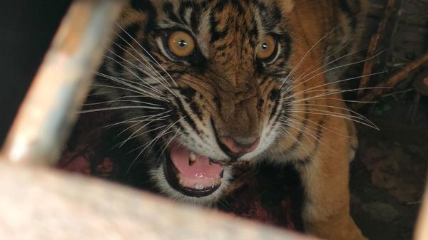 Momen BKSDA Riau Lepasliarkan Anak Harimau ke Habitat Aslinya