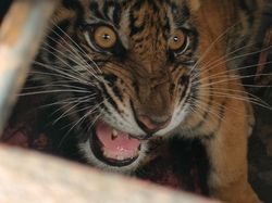 3 Petani di Aceh Selatan Diterkam Harimau, 2 Orang Kritis
