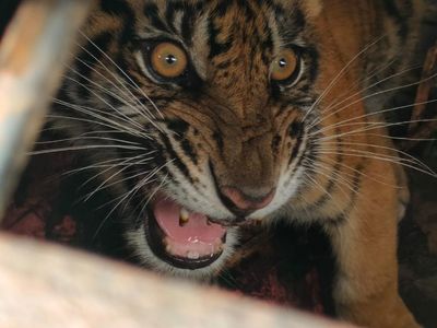 Momen BKSDA Riau Lepasliarkan Anak Harimau ke Habitat Aslinya
