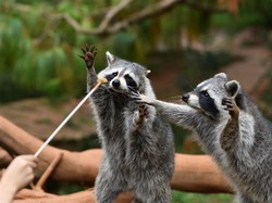 Menyoal Jejak Rakun di Laporan Baru Ilmuwan China soal Asal-usul COVID-19