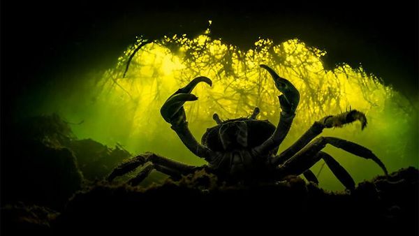 Karya Memukau Jawara Kontes Foto Mangrove, Banyak dari Indonesia