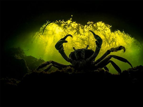 Karya Memukau Jawara Kontes Foto Mangrove, Banyak dari Indonesia