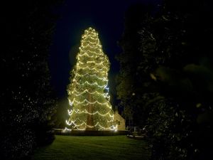 Lihat Nih Pohon Natal Hidup Tertinggi di Inggris