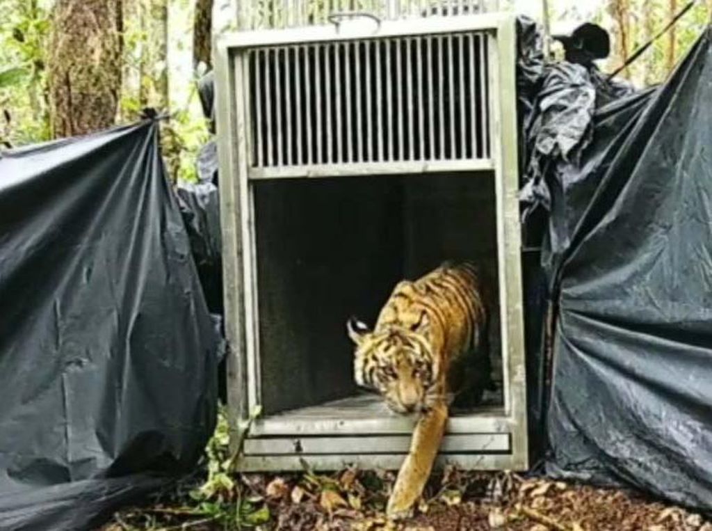 Momen Pelepasliaran Anak Harimau ke Alam Bebas