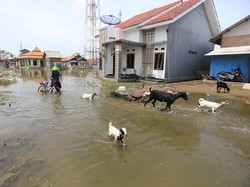 Dusun di Indramayu Terisolir Akibat Sering Dilanda Banjir Rob