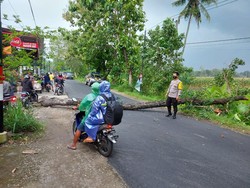 Pohon Tumbang di Ponorogo Timpa Pengendara Motor, Korban Luka-Stang Rusak