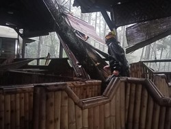 Pohon Pinus Tumbang Timpa Warung di Kota Batu, Atap Rusak-Evakuasi Sulit