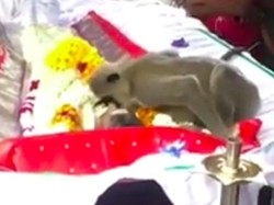 Ciuman Perpisahan Monyet ke Teman Manusianya yang Meninggal