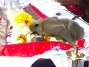 Teman Manusianya Meninggal, Monyet Ini Sedih-Kasih Ciuman Perpisahan Teman Manusianya Meninggal, Monyet Ini Sedih-Kasih Ciuman Perpisahan