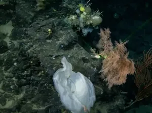 Misteri 26 Tahun Kapal Titanic Akhirnya Terpecahkan